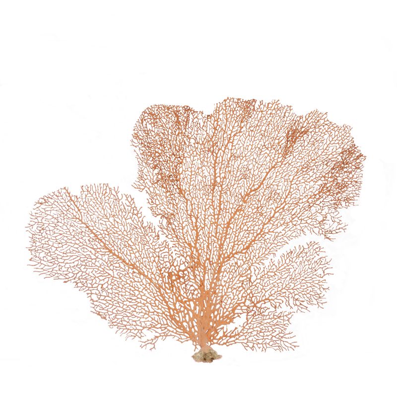 Natural Sea Fan Coral - Red 7-10" | Walmart (US)