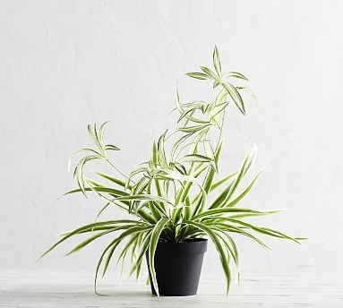 Faux Potted Variegated Spider Houseplant | Pottery Barn (US)