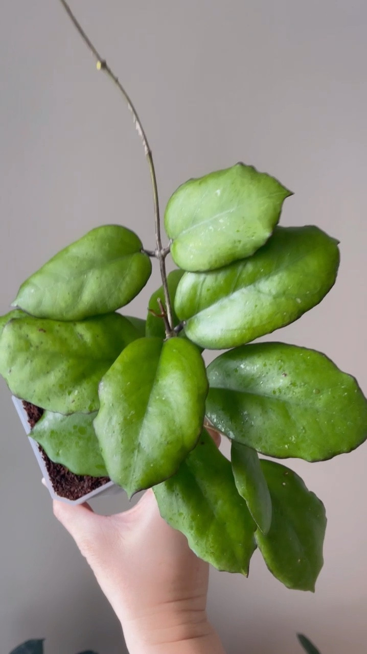 I don’t know much about #hoyaseed002 , but the dark margins, bubbly leaves, and its ability to sun stress l have me very smitten!

Liz’s personal care experience only…every environment is different:
🪴Name: Hoya seed 002
🪴Light: grow lights
🪴Water: when dry
🪴Avg Temp last 30 days: 68.5F
🪴Relative Humidity last 30 days: 64.8%
🪴Fussy: not for me
🪴Rate of growth: medium 
🪴Rareness: rare
🪴Potting Mix: still in my coco coir rooting mix 
🪴Fertilizer: I apply a nutrient-rich fertilizer tailored for Hoyas approximately every other watering when the plant isn’t dormant. It’s packed with essential macro and micronutrients, it’s the best I’ve found for hoyas!🪴
🪴Rooting Method: in my custom coco coir mix 
🪴Time In My Care: 3 months
🪴Would Liz recommend this one: yes!

#ilovehoyas #hoyacollector #hoyahead #hoyaappreciation #hoyacollection #plantsmakemehappy #ihavethisthingwithplants #easilydistractedbyplants #hoyacollection #hoya #waxplant #houseplantclub #hoya #rareplants #plantoftheday #plantsmakepeoplehappy #plantcare #themoreyouknow #plantphotography #plantsinmyhome #plantsinmyspace #tropicalplants

#LTKFindsUnder100 #LTKFindsUnder50 #LTKHome