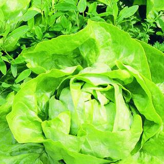Bonnie Plants 6PK Lettuce - Buttercrunch-0052 - The Home Depot | The Home Depot