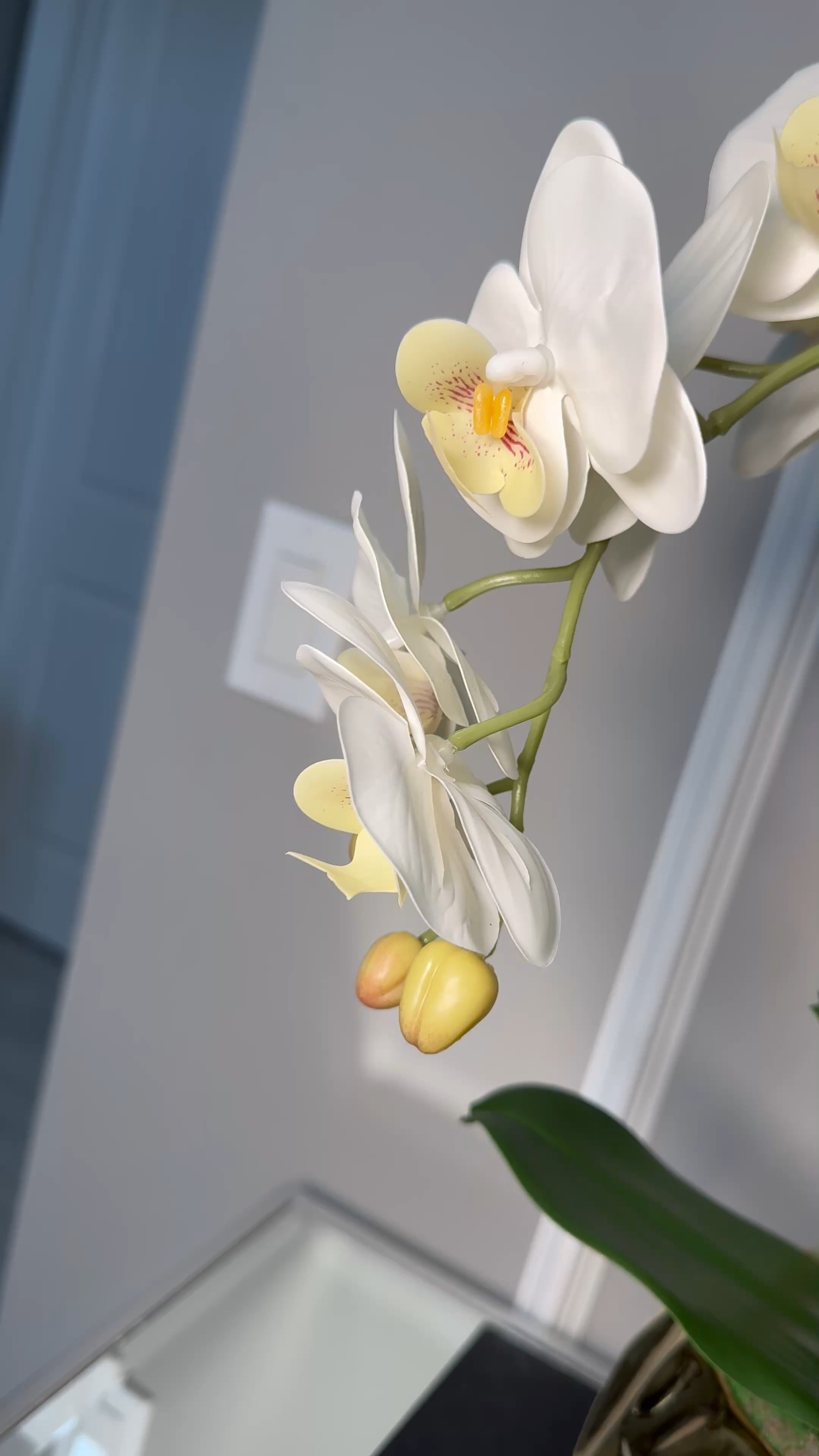 ✨ Luxe Orchid Styling ✨ Elevate your console or coffee table with timeless orchids in a gold statement vase 🌿✨ Perfect touch of elegance that never goes out of style. Shop the look below!

#LTKhome #LTKdecor #HomeStyling #OrchidDecor #InteriorDesign #LTKluxury 

 #LTKActive #LTKHome
