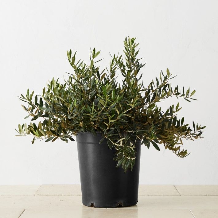 Alder & Oak Olive Shrub Potted Plant | Williams-Sonoma