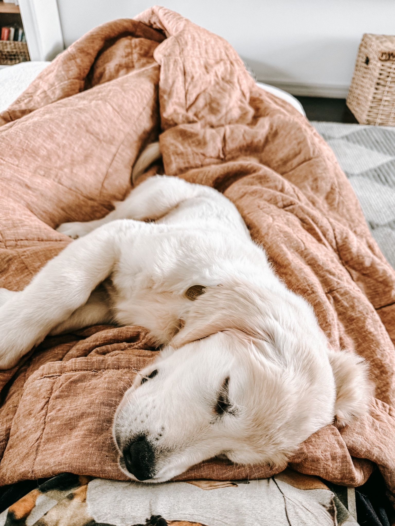 puppy things