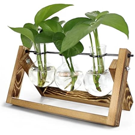 Plant Terrarium with Wooden Stand, Desktop Air Planter Bulb Glass Vase, Plant Gifts for Plant Lov... | Amazon (US)