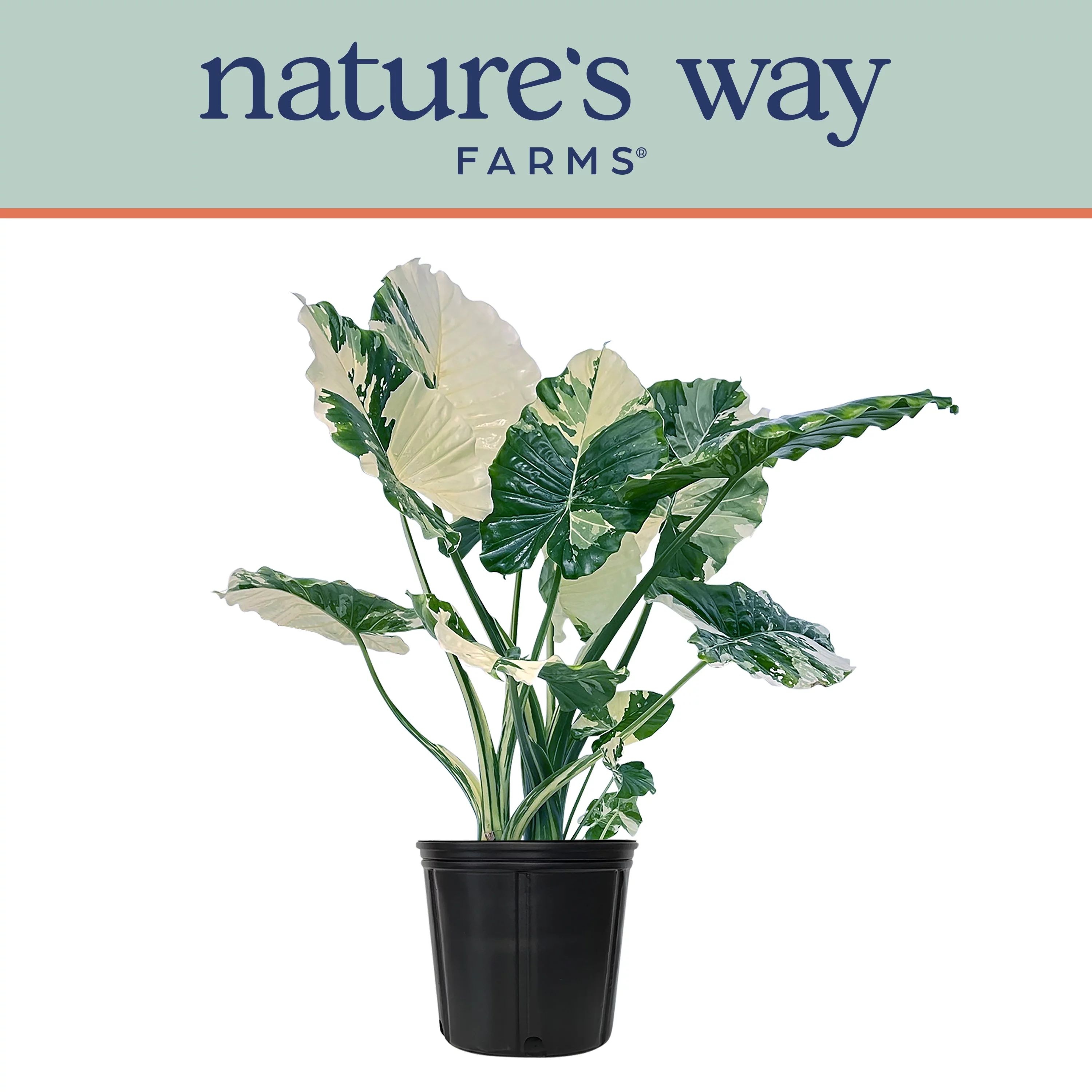 Alocasia Dawn Variegated - Rare Plant Collection - Live Plant (25-30 in. Tall) in Growers Pot | Walmart (US)
