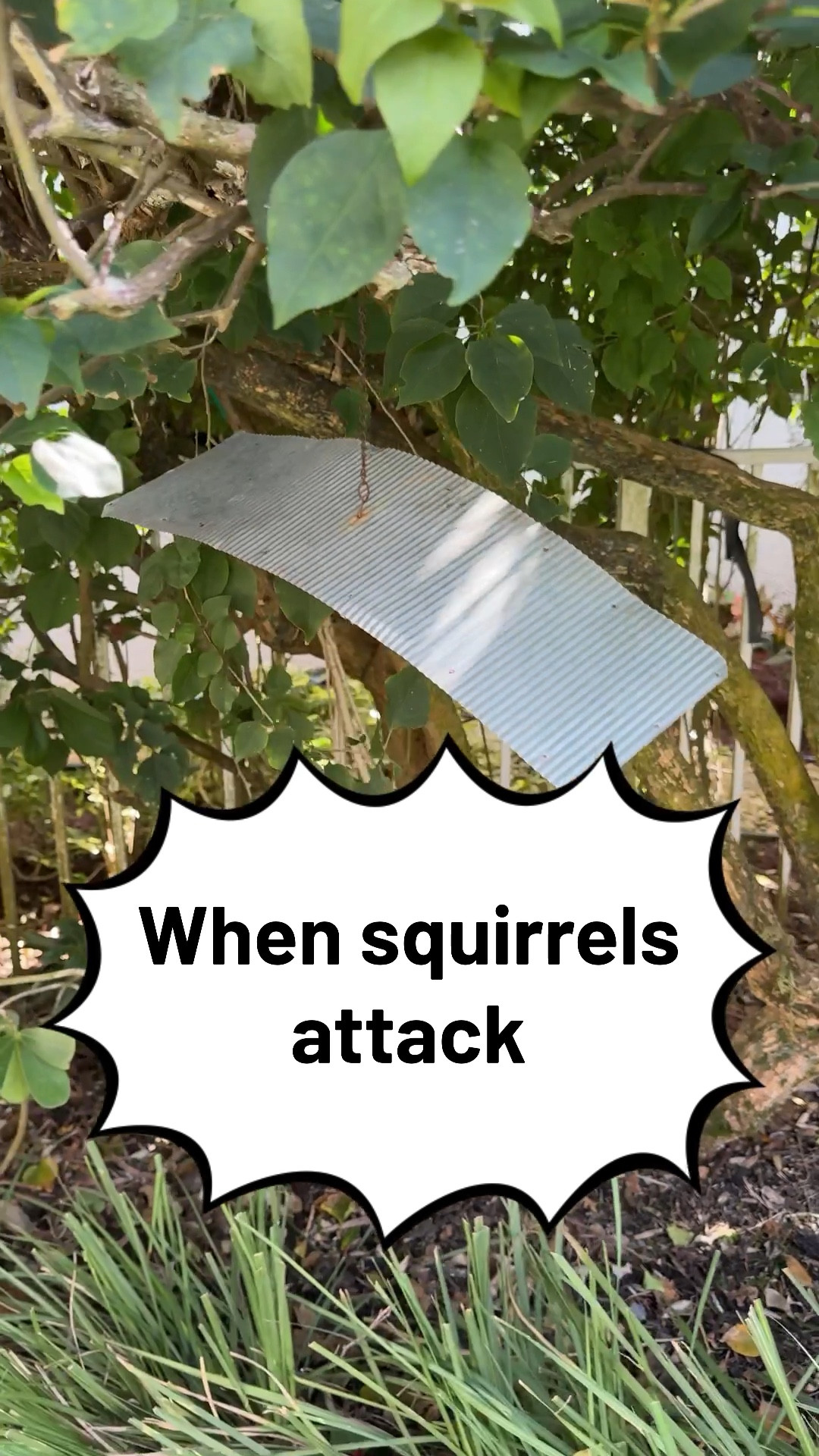 Clear bird feeder unique gift ideas on Amazon. Great for kids and adults. Nature lover. Outdoor enthusiasts and bird lovers. 

#amazonfinds #giftforfamily #videoreview #homegoods

#LTKGiftGuide #LTKVideo #LTKkids