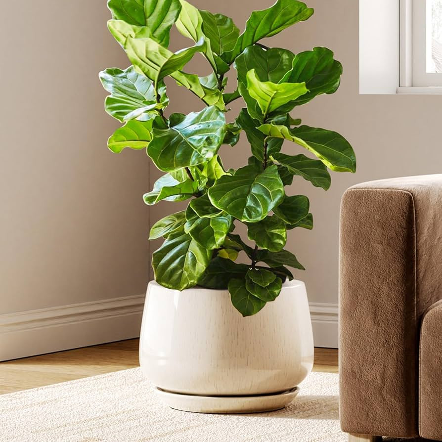LE TAUCI 12 Inch Pots for Plants, Ceramic Planter with Drainage Hole & Saucer, Thick-Walled Ceram... | Amazon (US)