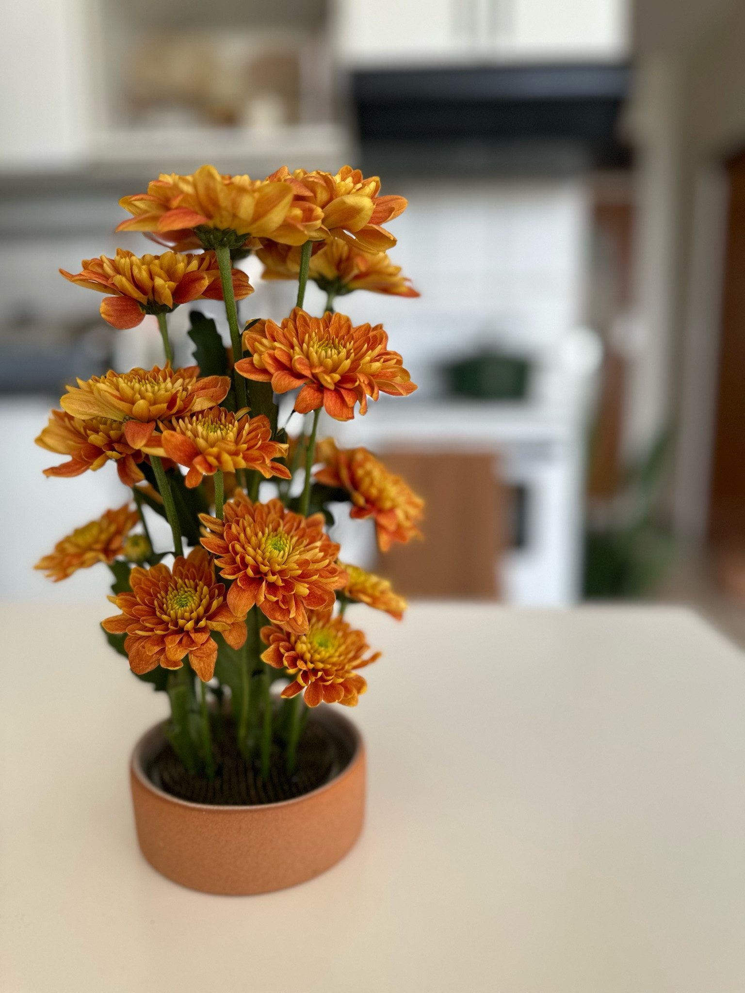 Flower frogger 

#LTKSeasonal #LTKsalealert #LTKhome