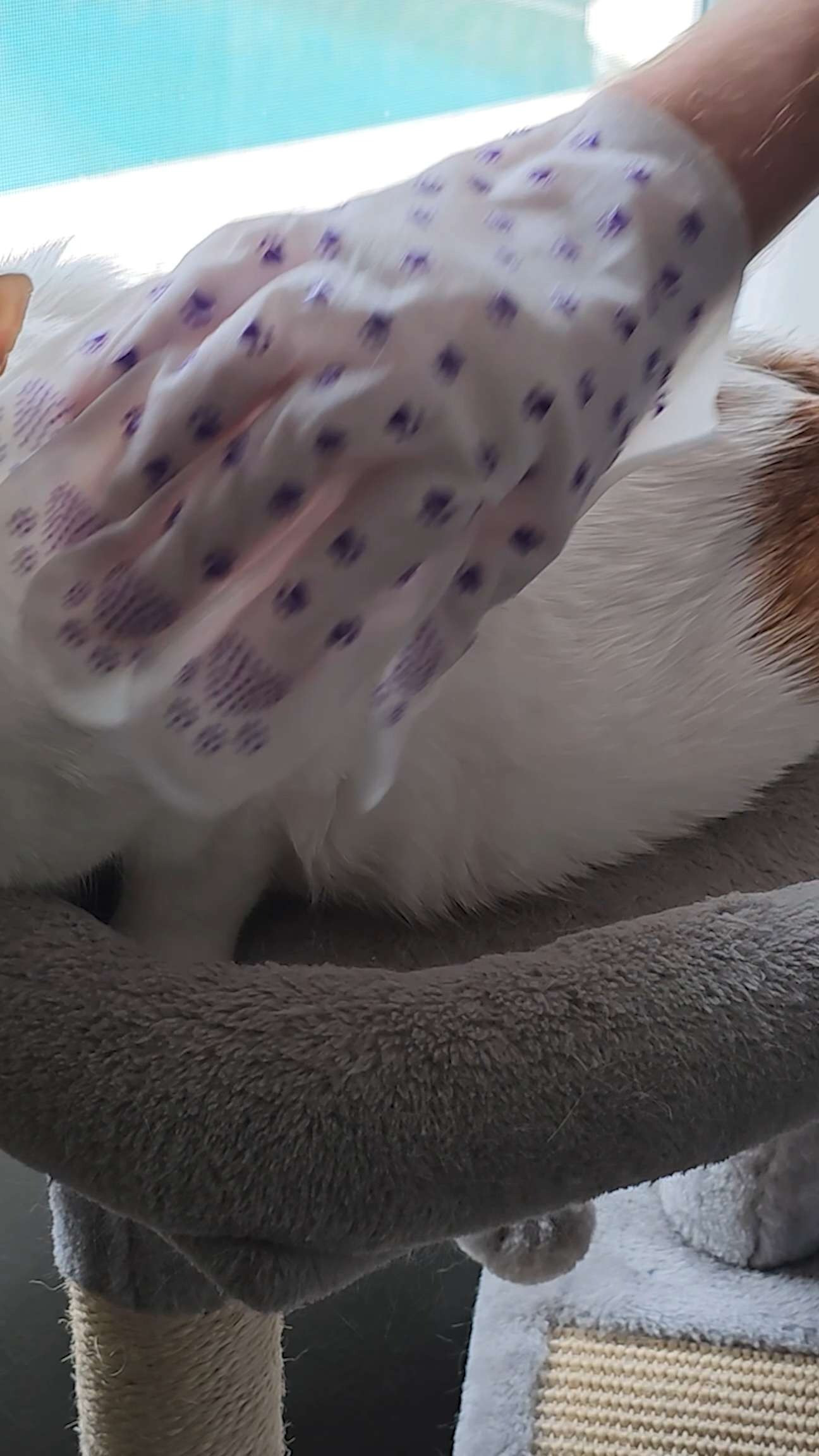 Quick, gentle, and super effective—HICC GROOM! Pet Wipes are perfect for fast cleanups and sensitive-skin pets 🐾✨ Dirt? Odor? Messy paws? These wipes handle it all.

Check out how they work and why they’ve become a go-to pet-care upgrade.

❤️ Like + Follow for more pet-care finds!

#PetWipes #CleanPets #PetCareTips #DogLife #CatLife 

 #LTKdayinmylife #LTKvlog #LTKFindsUnder50