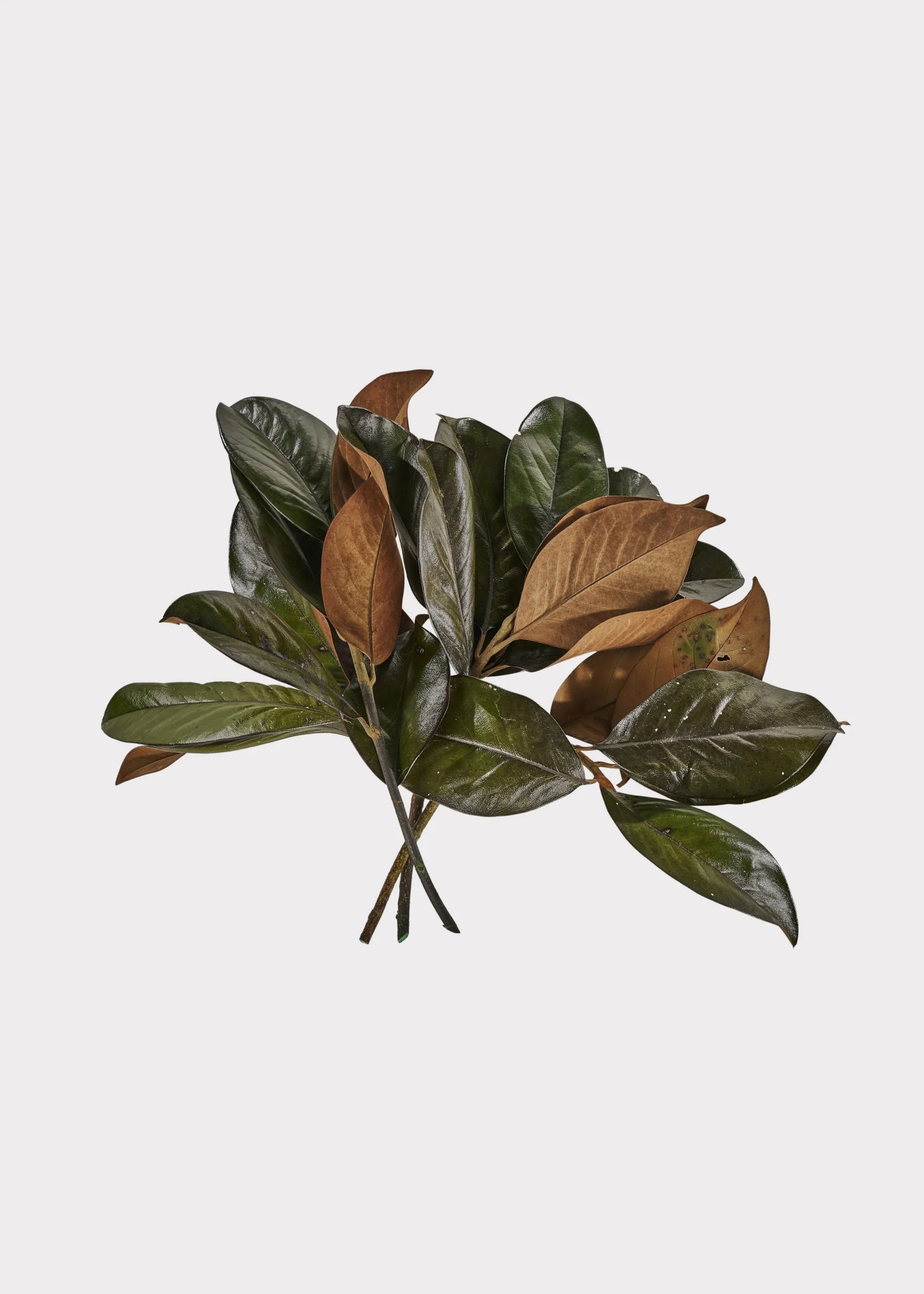 Preserved Magnolia Leaf Bundle | Natural Dried Greenery | Afloral | Afloral