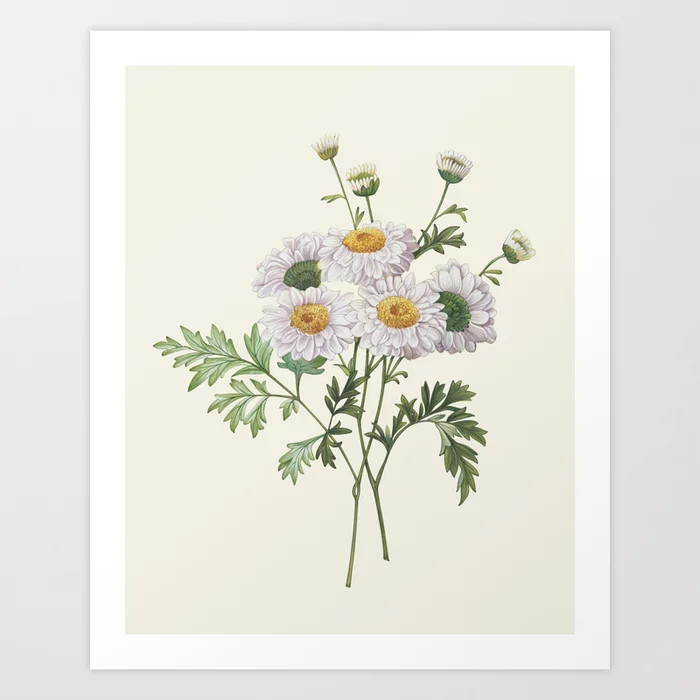 Botanical Collection - Feverfew Art Print | Society6