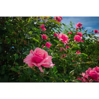 1 Gal. Pink Princess Brindabella Live Rose with Pink Flowers (1-Pack) ROSBR1PRI1PK - The Home Dep... | The Home Depot