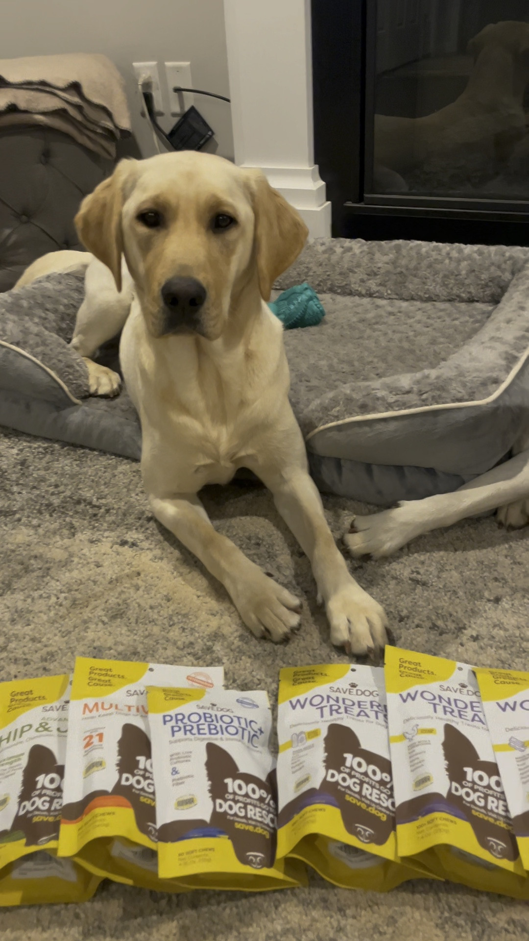 Healthy dog treats, probiotics, and vitamins! The ingredients in these are exceptional! And my dogs love them! 

#LTKVideo #LTKGiftGuide #LTKfamily