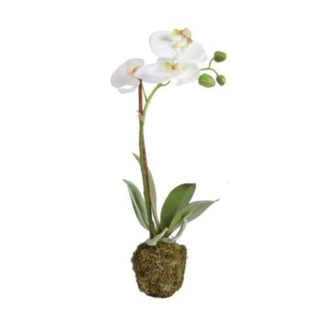 Small Phalaenopsis Orchid | Megan Molten