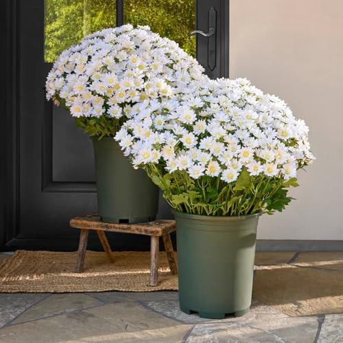 NTFWG Artificial Outdoor Sunset Mums Flowers - Artificial Mums for Outdoors Look Real, Fall Mum Flowers Outdoor Potted, Realistic Fake Flower for Porch, Garden & Home Fall Decorations (5, F-White) | Amazon (US)