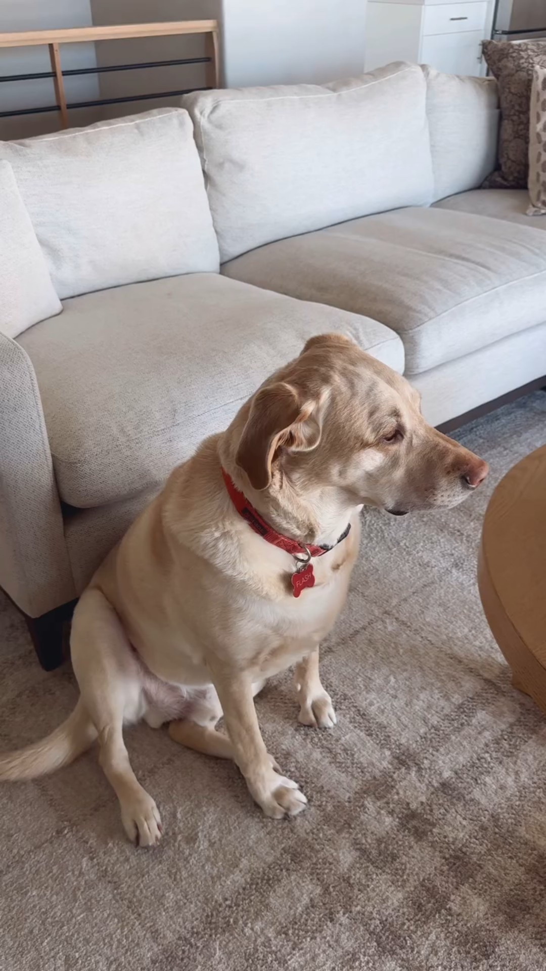 ☀️Do you have furry friends who love to sneak onto your couch when you’re not looking.

Just like Flash boy here. 😅 With our MammaMia cover, not only will my couch stay protected from his fur, but it also gives it a fresh, stylish new look. 

Comment 🔗🔗 and I’ll send it over and you can use my discount code Jennie45 to save 45%

#ourhousetoohome #mammamiacovers #furniturecover #sectionalsofa #roomrefresh #slipcover #slipcovers #PetFriendly #CouchProtection #MammaMiaCover #NewLook #makehomeyours #neutraldecor #modernfarmhouse 
#homevibesdecormarch25