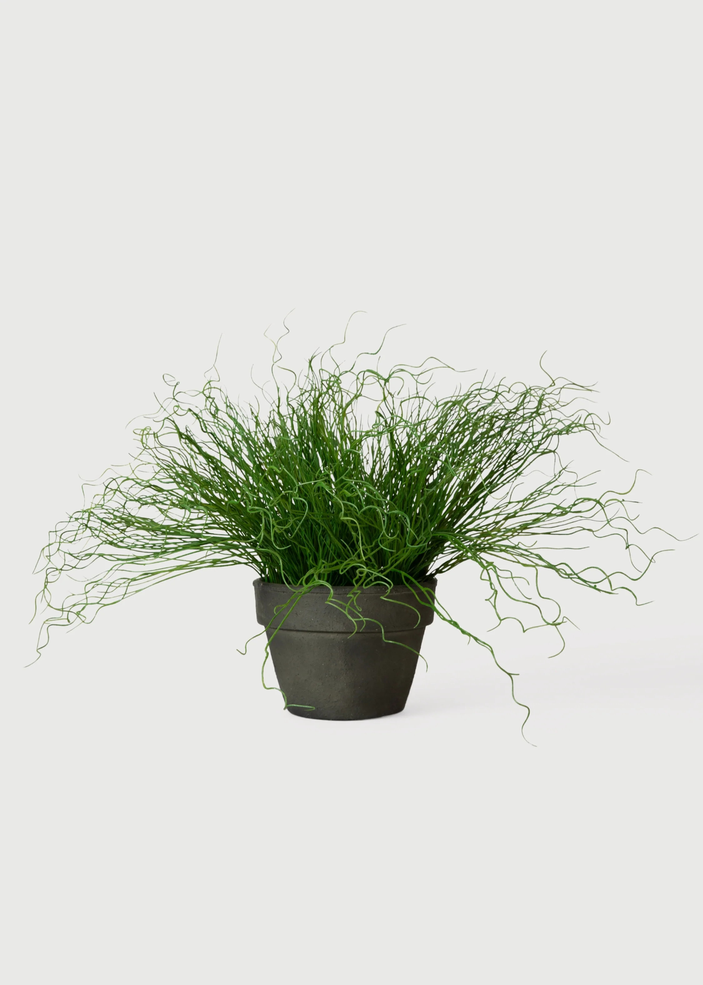 Fake Pencil Cactus in Pot | Artificial Potted Plants at Afloral | Afloral