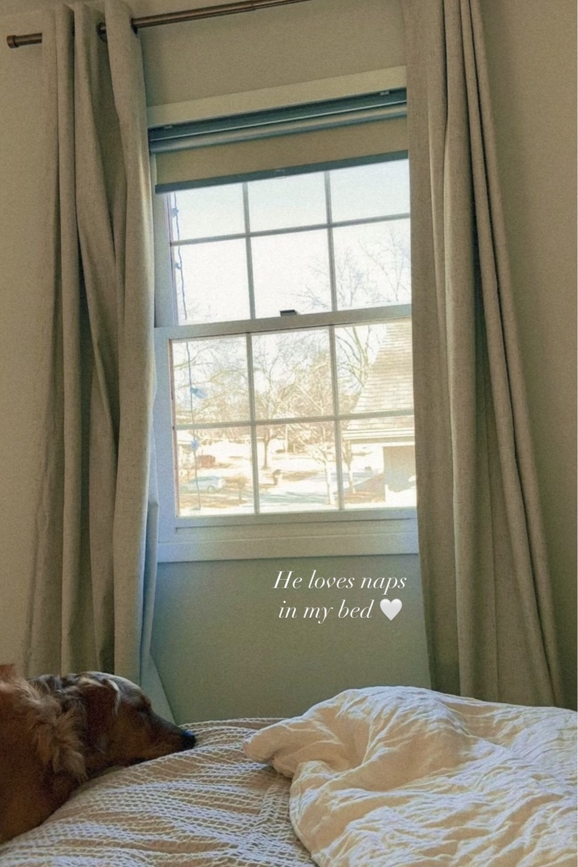 Puppy naps 🤍 

I think he is a big fan of our bedding and the sun shining through the windows especially when the black out curtains are open  

#LTKSaleAlert #LTKHome #LTKFindsUnder50