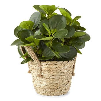 Linden Street 10.5" Pepperomia Plant | JCPenney