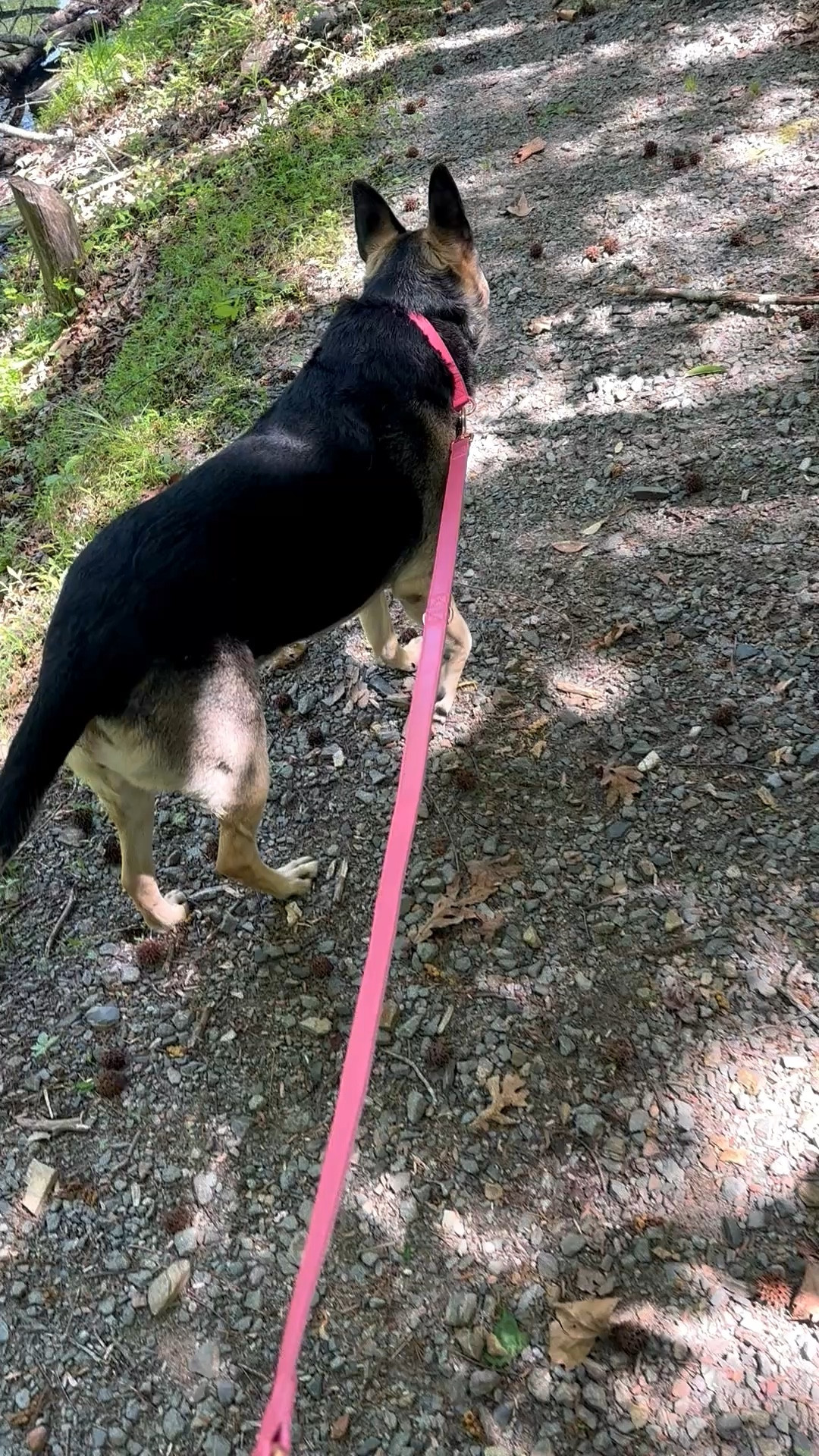New pink collar and leash for our resident fur baby. 🩷🫶🏻 Cute and affordable!

#LTKdayinmylife #LTKfitnessgoals