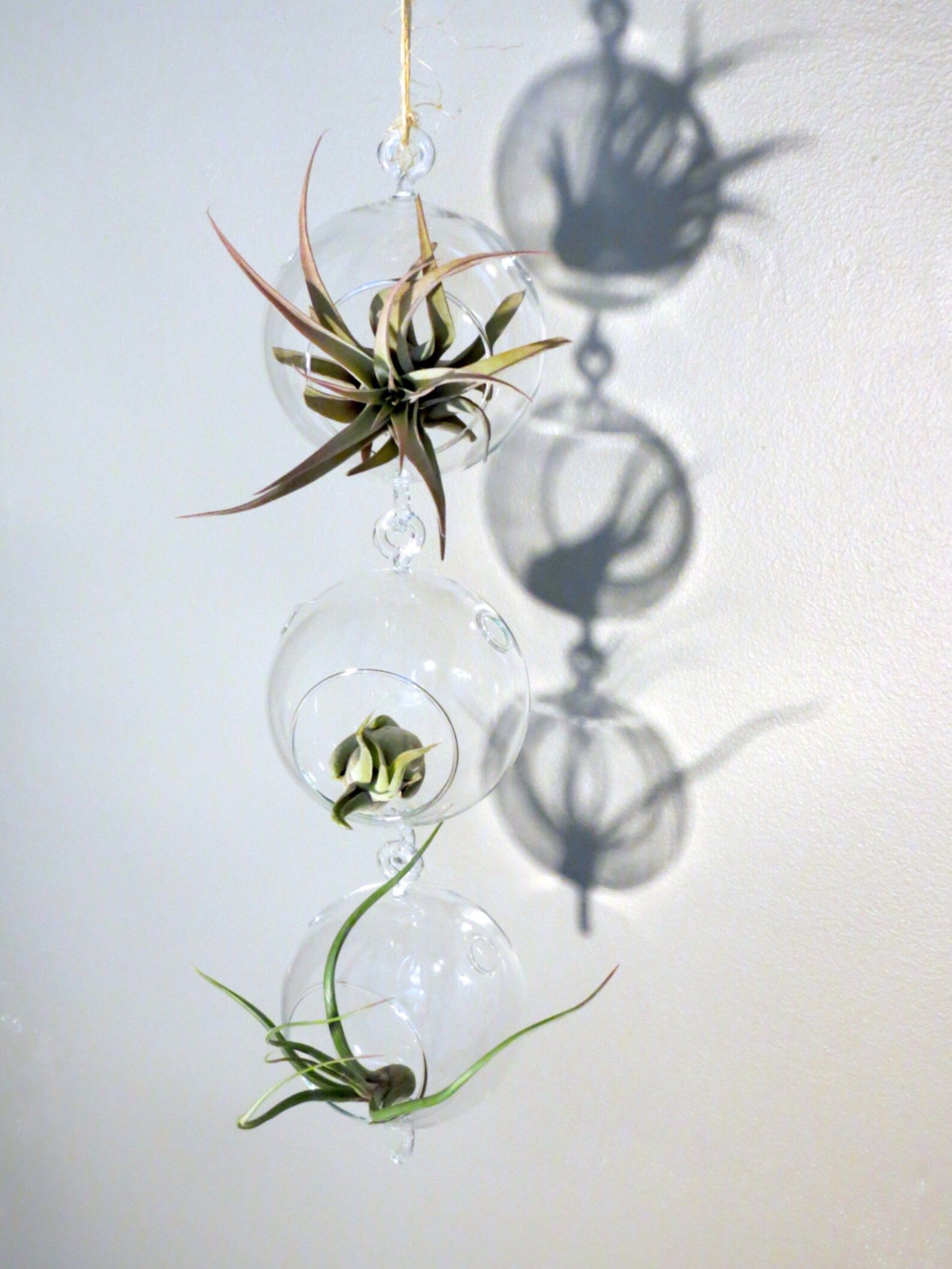Hanging Air Plant Terrarium  3 Globes With Double Hooks and | Etsy | Etsy (US)