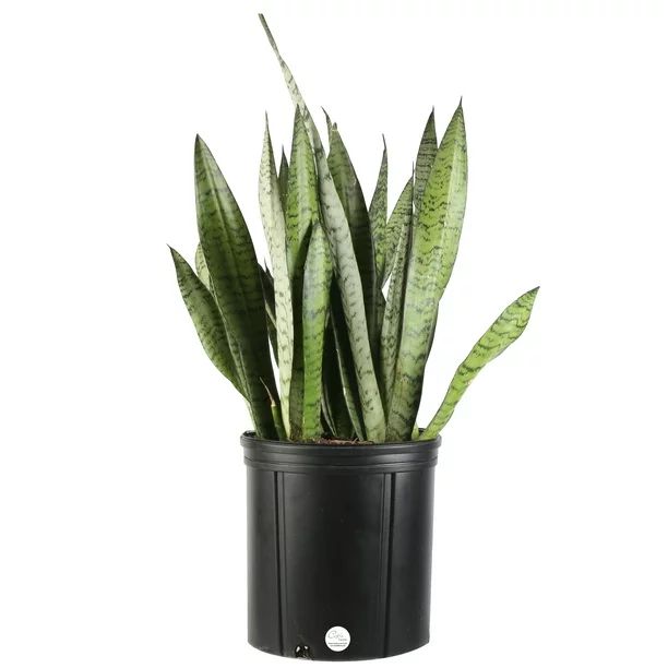 Costa Farms Live Indoor 2ft. Tall Snake Plant in 10in. Grower Pot | Walmart (US)