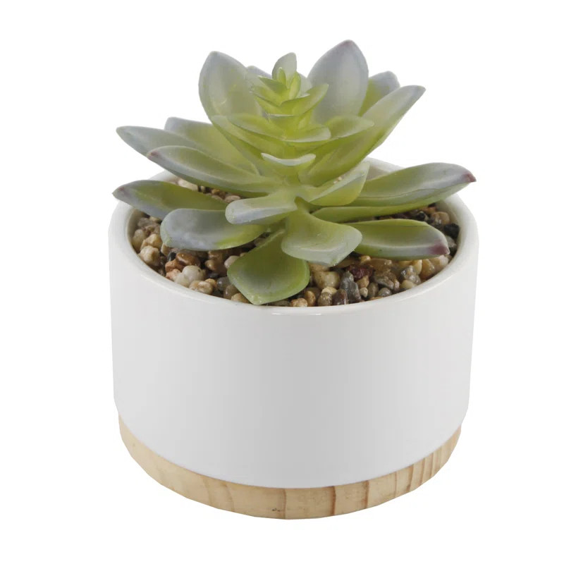 2 Piece Artificial Agave Succulent Plant in Pot Set (Set of 2) | Wayfair North America