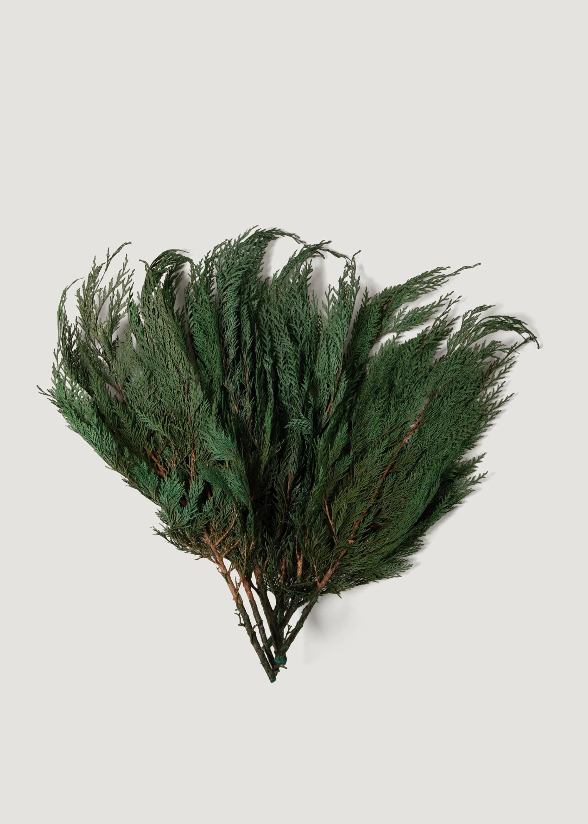 Preserved Cedar Branch Bundle - 18-24" | Afloral | Afloral