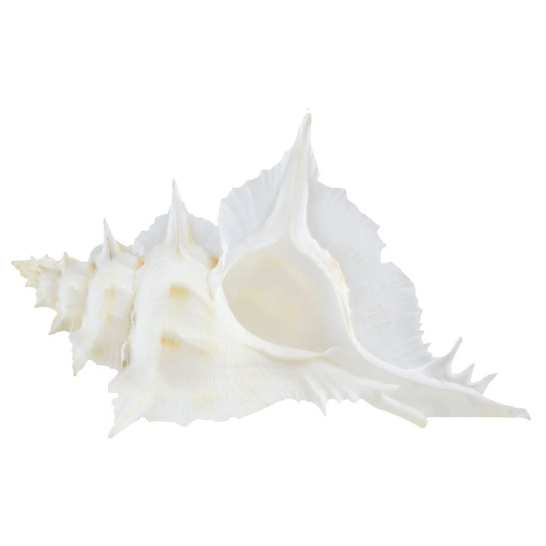 Rosecliff Heights Ulm Murex Alabaster White Shell | Wayfair | Wayfair North America