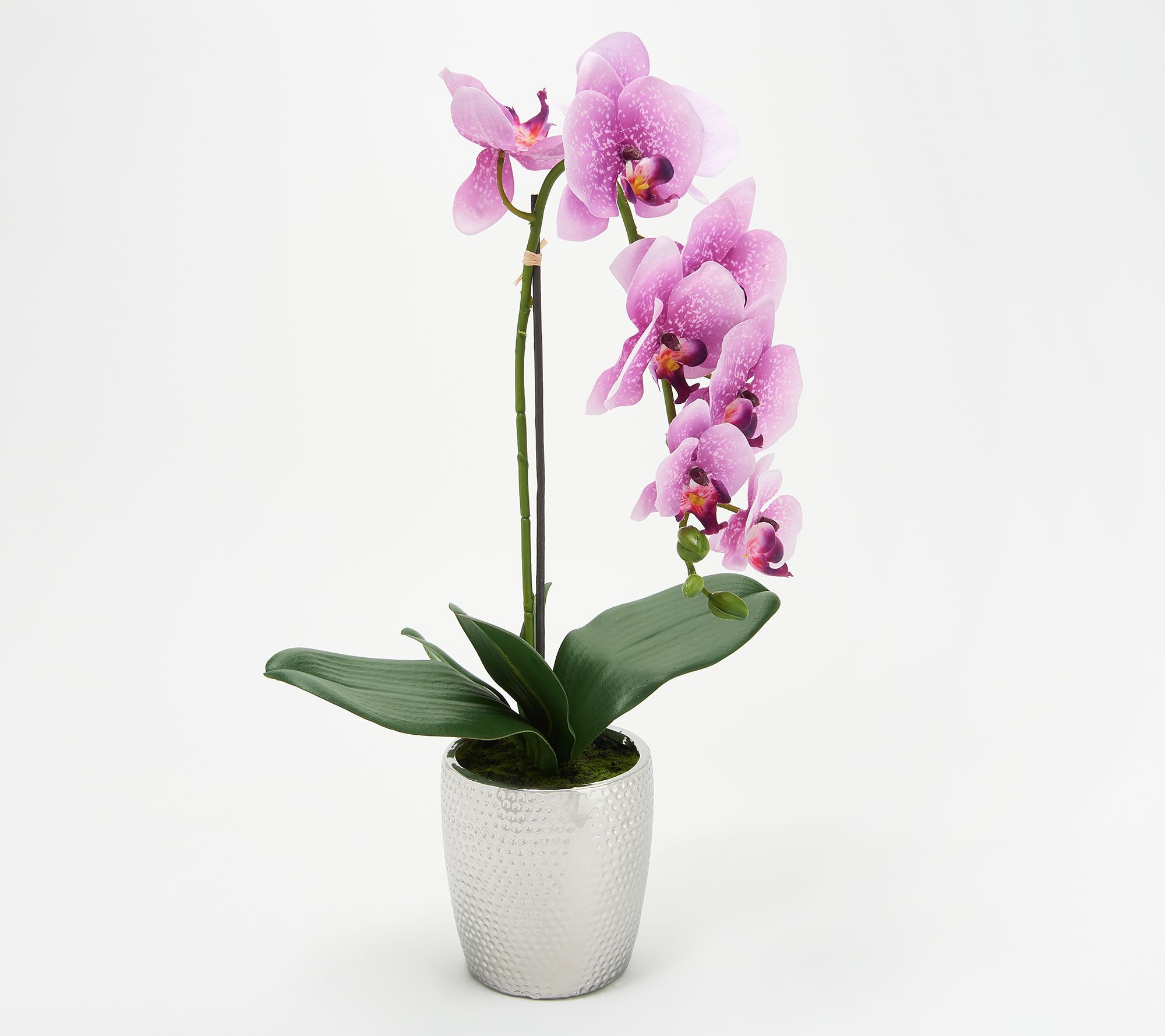 21" Orchid Plant in Hammered Pot by Valerie | QVC