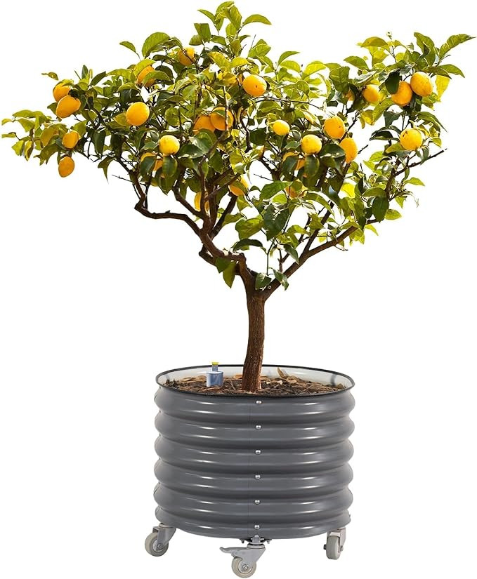 Rolling Metal Citrus Tree Planter, Self-Watering Round Large Pot for Growing Trees Tomatoes Veget... | Amazon (US)