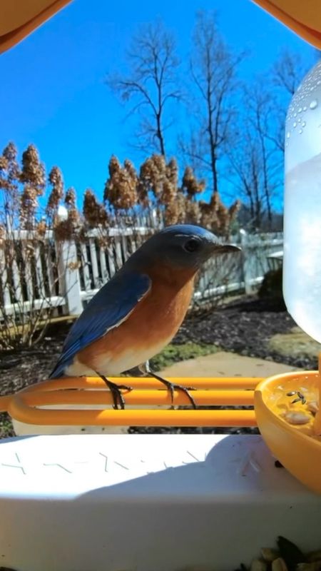 AI video bird feeder. A must have for bird lovers or garden lovers! 

#LTKhome #LTKVideo
