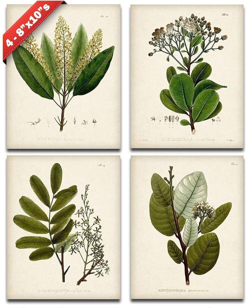 Botanical Wall Art - Set of Four Sage Wall Art Prints, Vintage Botanical Prints (8x10) Unframed -... | Amazon (US)