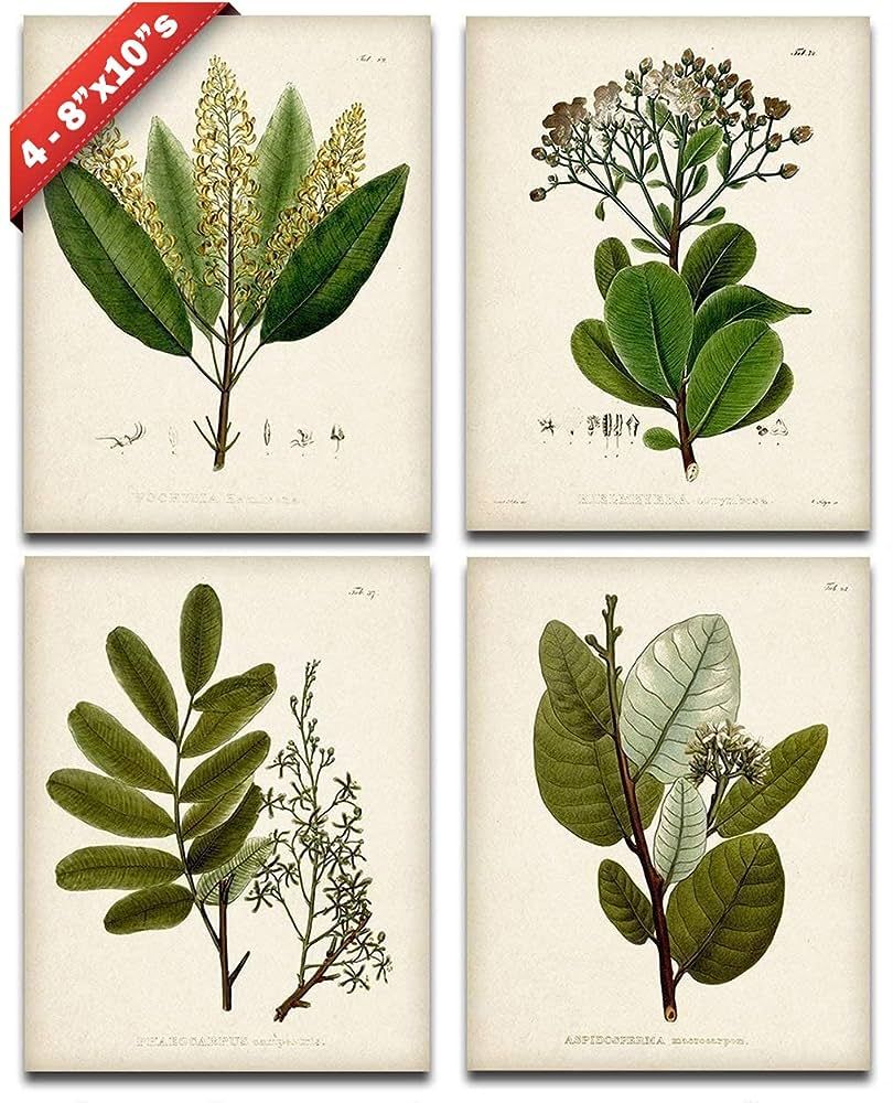 Botanical Wall Art - Set of Four Sage Wall Art Prints, Vintage Botanical Prints (8x10) Unframed -... | Amazon (US)