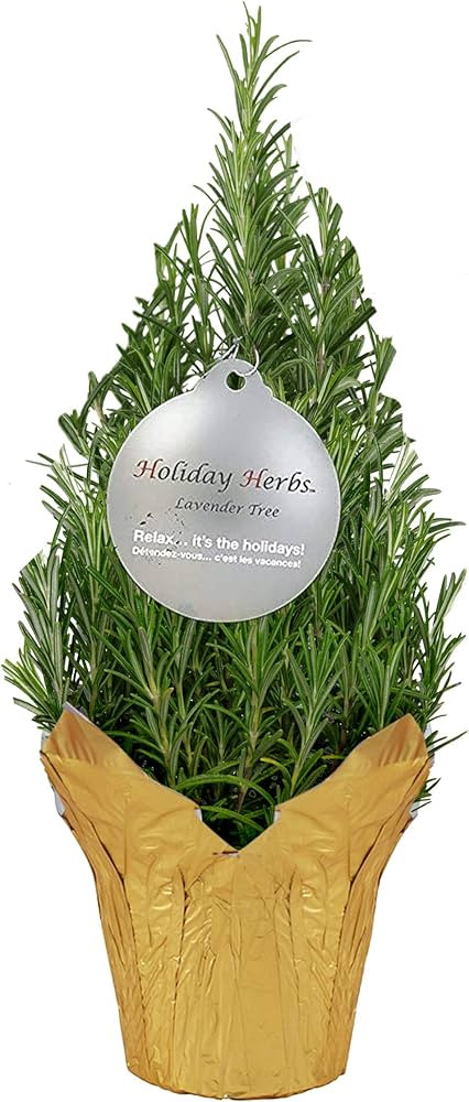 Live Aromatic Christmas Tree Shaped Rosemary in Deco Cover - Naturally Improves Breathing - Beaut... | Amazon (US)