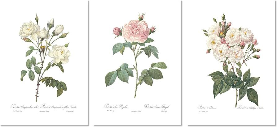 Ink Inc. Vintage Botanical Prints | Roses White Pink Wall Art | Floral Decor | Set of 3 8"x10" Un... | Amazon (US)