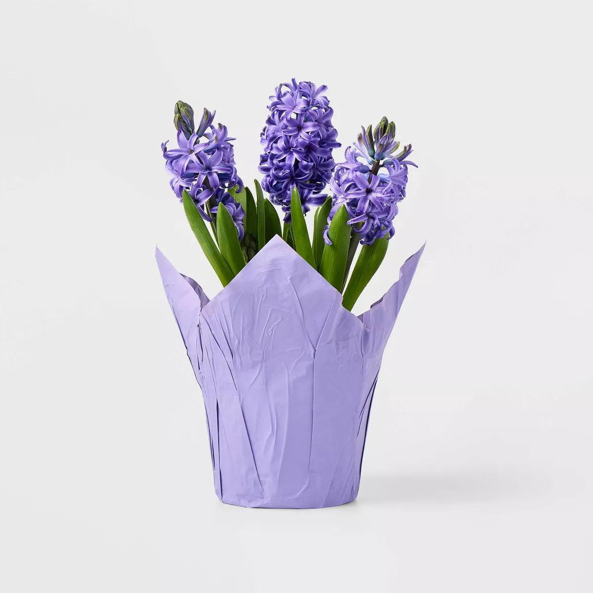 Live 6" Potted Hyacinth Plant - Spritz™ | Target