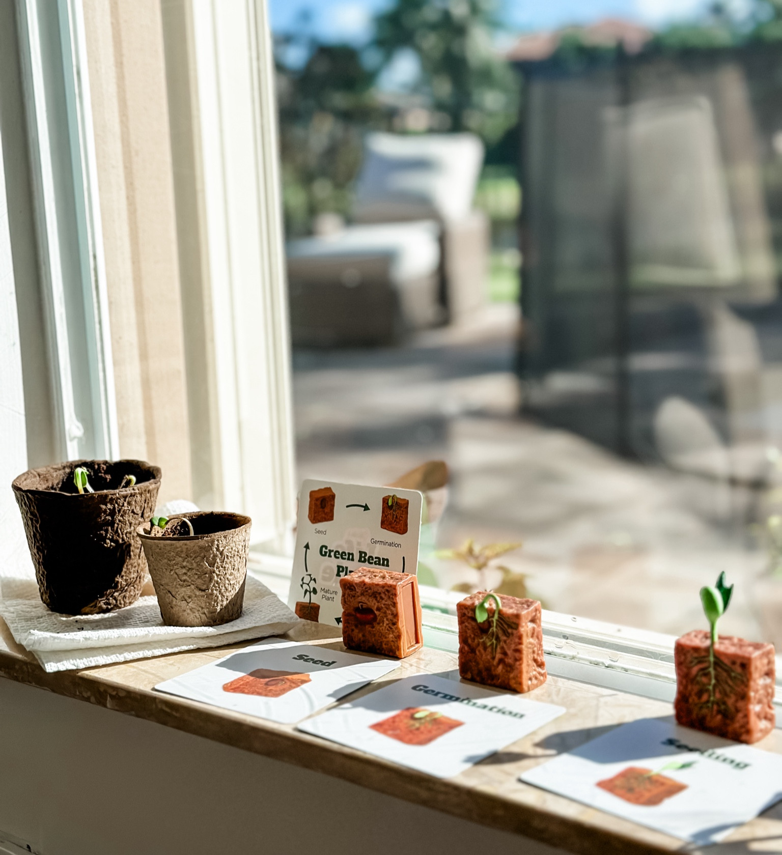 Toddler activities • educational toys • lifecycle figurines • DIY sunflower • gardening with toddlers • homeschool preschool activities • things to do with toddlers • toddler games • activities for kids • STEM activities • STEAM activities • preschool science lessons • 

#LTKHome #LTKKids #LTKFamily