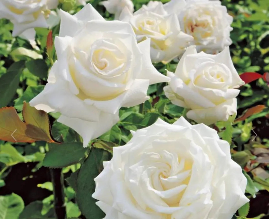 RARE Stunning Pope John Paul II Hybrid Tea Rose | Hard to Find Live Rose Collectible Plant - Etsy | Etsy (US)