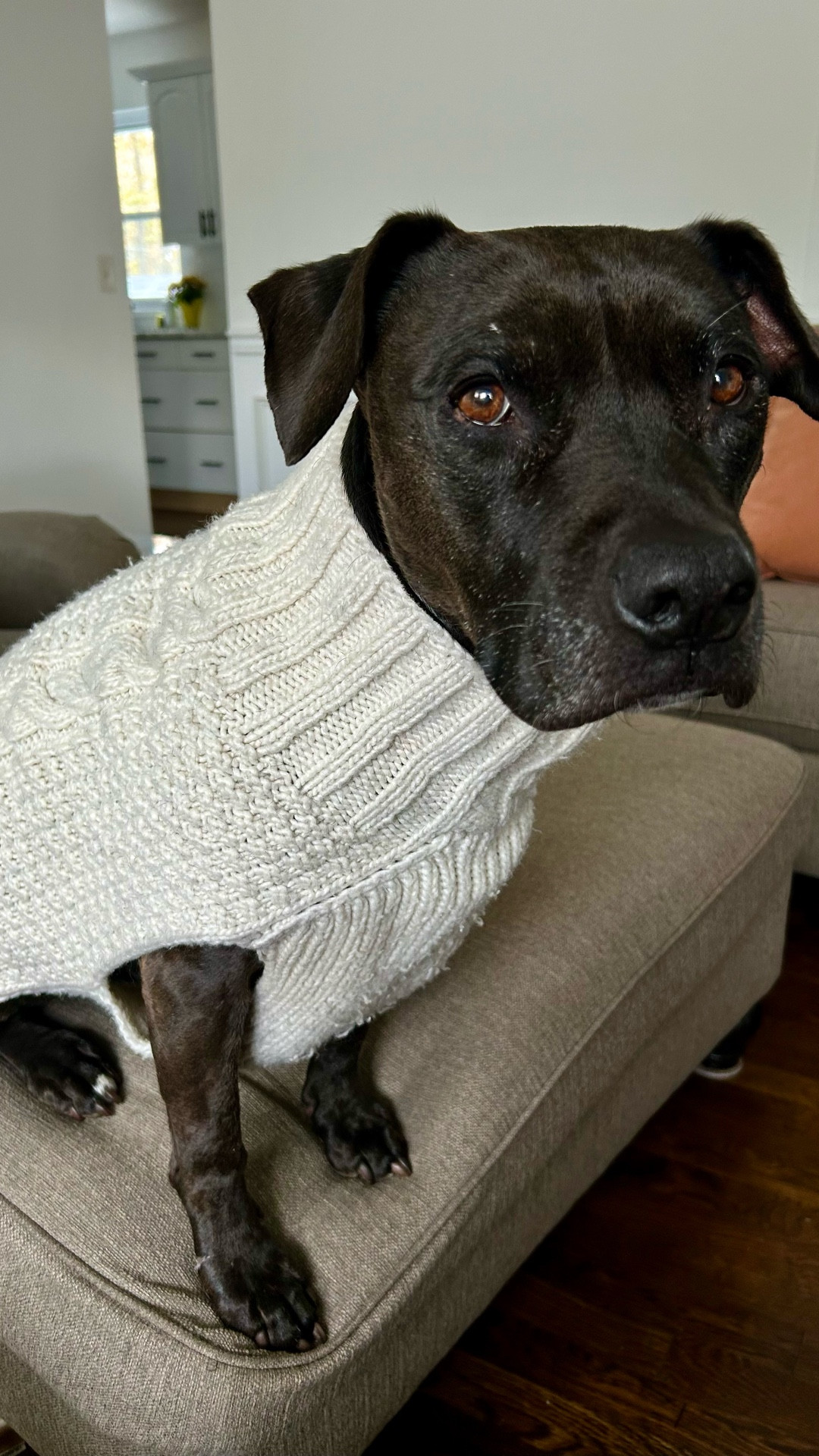 Another great gift for your pet parents.

Loving this doggie sweater. 

Helps keep my fur baby nice and cozy. Great for short haired dogs. Caters to small to X-Large pups. 

#LTKGiftGuide #LTKPets #LTKFamily