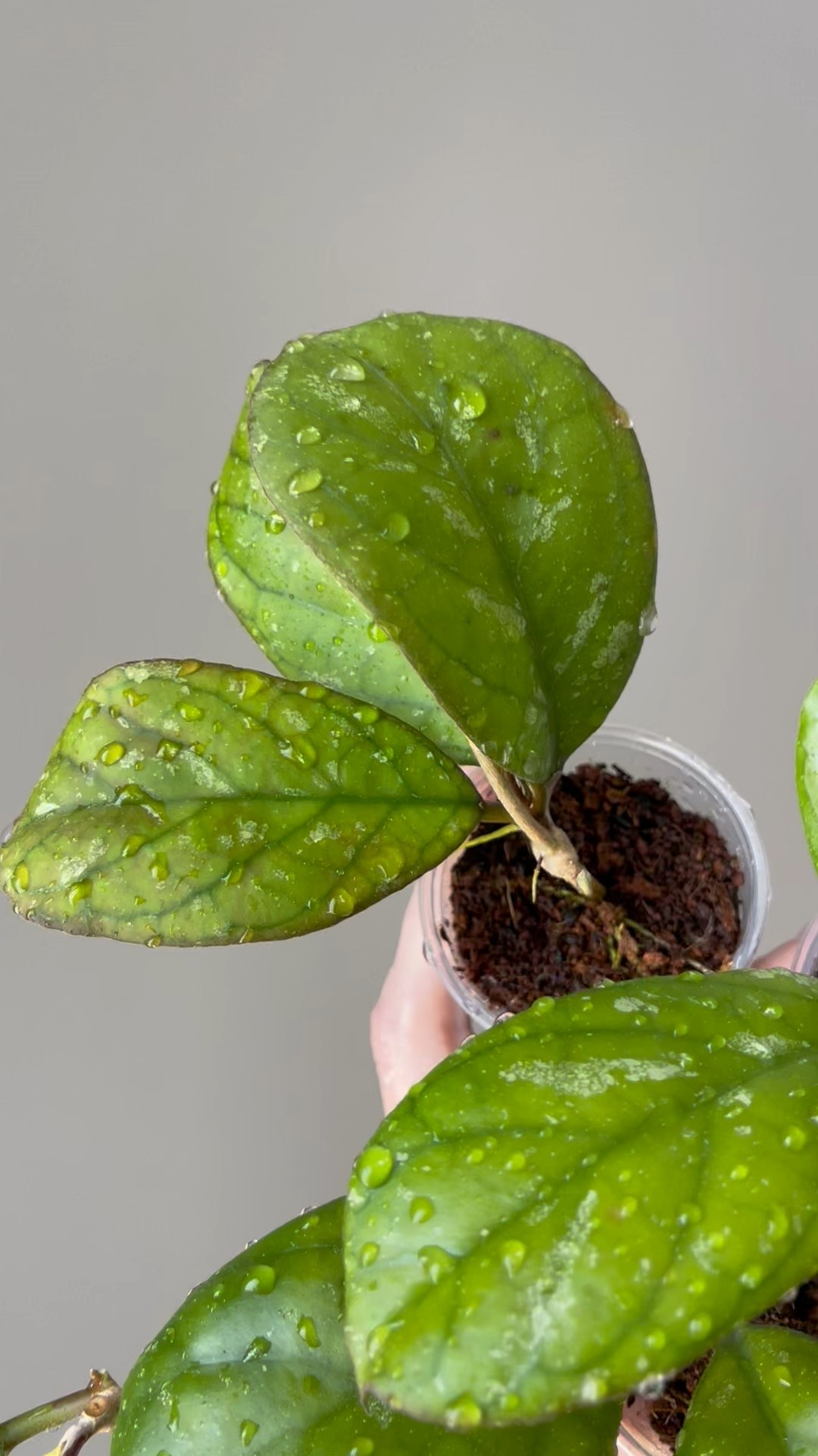 #hoyapatcharawalaiice is a new one to me. The original leaves were more splashy than these propagations, but I’m still messing around with light to see what’s best for the splash. 

Liz’s personal care experience only…every environment is different:
🪴Name: #hoyapatcharawalai Ice
🪴Light: outside with some direct sun
🪴Water: when dry
🪴Avg Temp last 30 days: 88F
🪴Relative Humidity last 30 days: 75%
🪴Fussy: not for me
🪴Rate of growth: medium 
🪴Rareness: not common
🪴Pot size: 3 oz cup
🪴Potting Mix: in my coco coir rooting medium 
🪴Fertilizer: I apply a nutrient-rich fertilizer tailored for Hoyas approximately every other watering when the plant isn’t dormant. It’s packed with essential macro and micronutrients, it’s the best I’ve found for hoyas
🪴Rooting Method: in my custom coco coir mix in a clear plastic prop box on top of a heat mat, under a strong grow light. 
🪴Time In My Care: 7 months 
🌸Age until 1st bloom: none yet 
🪴Would Liz recommend this one: yes

#ilovehoyas #hoyacollector #hoyahead #hoyaappreciation #hoyacollection #plantsmakemehappy 

#LTKFindsUnder50 #LTKFindsUnder100 #LTKHome