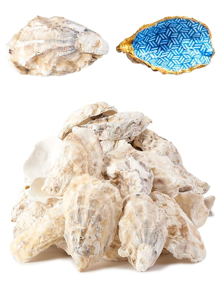 20Pcs Oyster Shells for Crafts， 3"-4" Large Oyster Shell for Crafts，Oyster Shell for Christma... | Amazon (US)