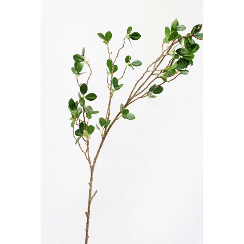 Greenery Real Touch Aglaia Odorata Plant | Wayfair North America