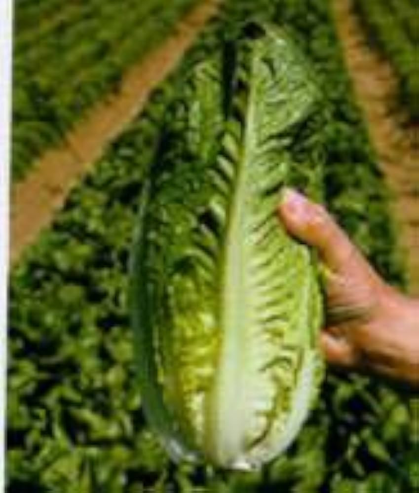 PREMIER SEEDS DIRECT - Lettuce Seeds - Romaine - Parris Island COS - 2500 Seeds (Small Garden Pac... | Amazon (UK)