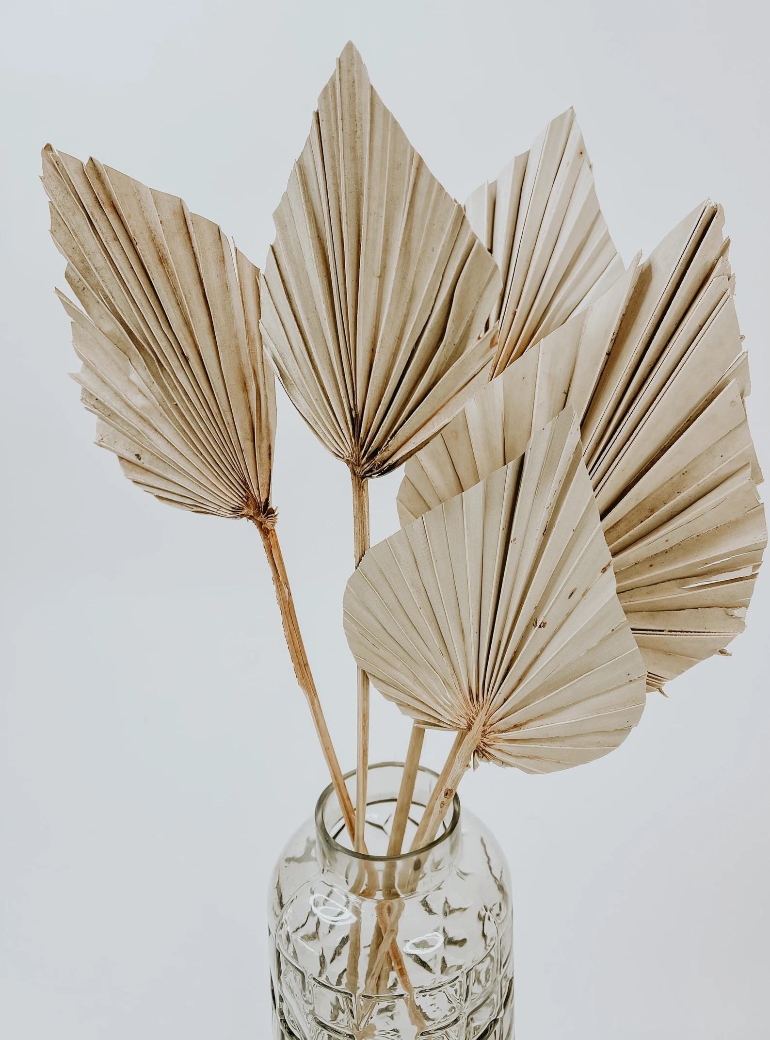 Dried Palm Spears- Natural Finish- Medium Sized | Natural | Dried | Preserved | Preserved Palms |... | Etsy (US)