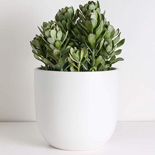 PEACH & PEBBLE Ceramic Planter (12", 10", or 7") - Large Plant Pot, Hand Glazed Indoor Flower Pot... | Amazon (US)