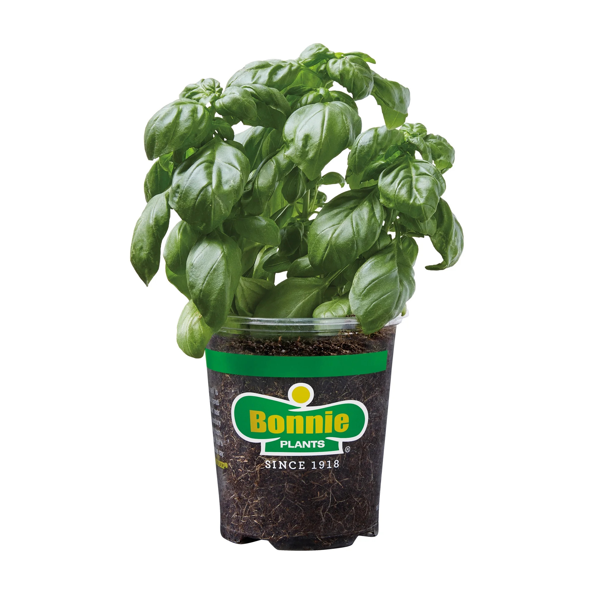 Bonnie Plants Sweet Basil 19.3 oz. | Walmart (US)