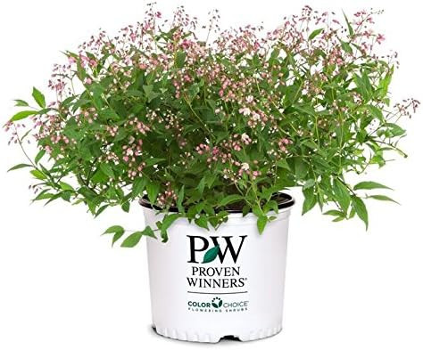 Proven Winners - Deutzia Yuki Cherry Blossom (Yuki Cherry Blossom Deutzia) Shrub, pink flowers, #... | Amazon (US)