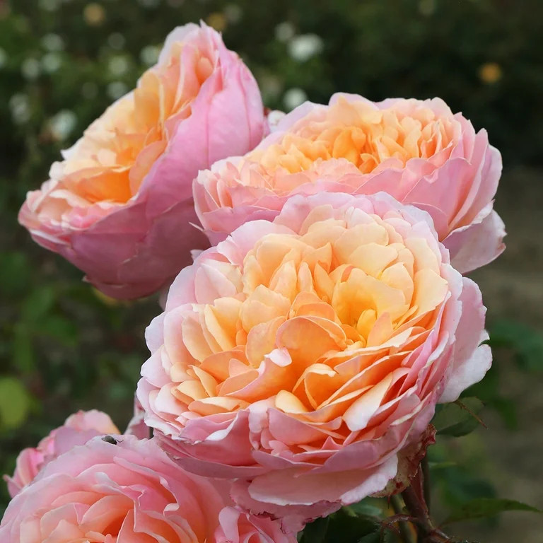 Heirloom Roses - Ruth Clements Shrub Rose Plant - Fragrant Rose Bush | Walmart (US)