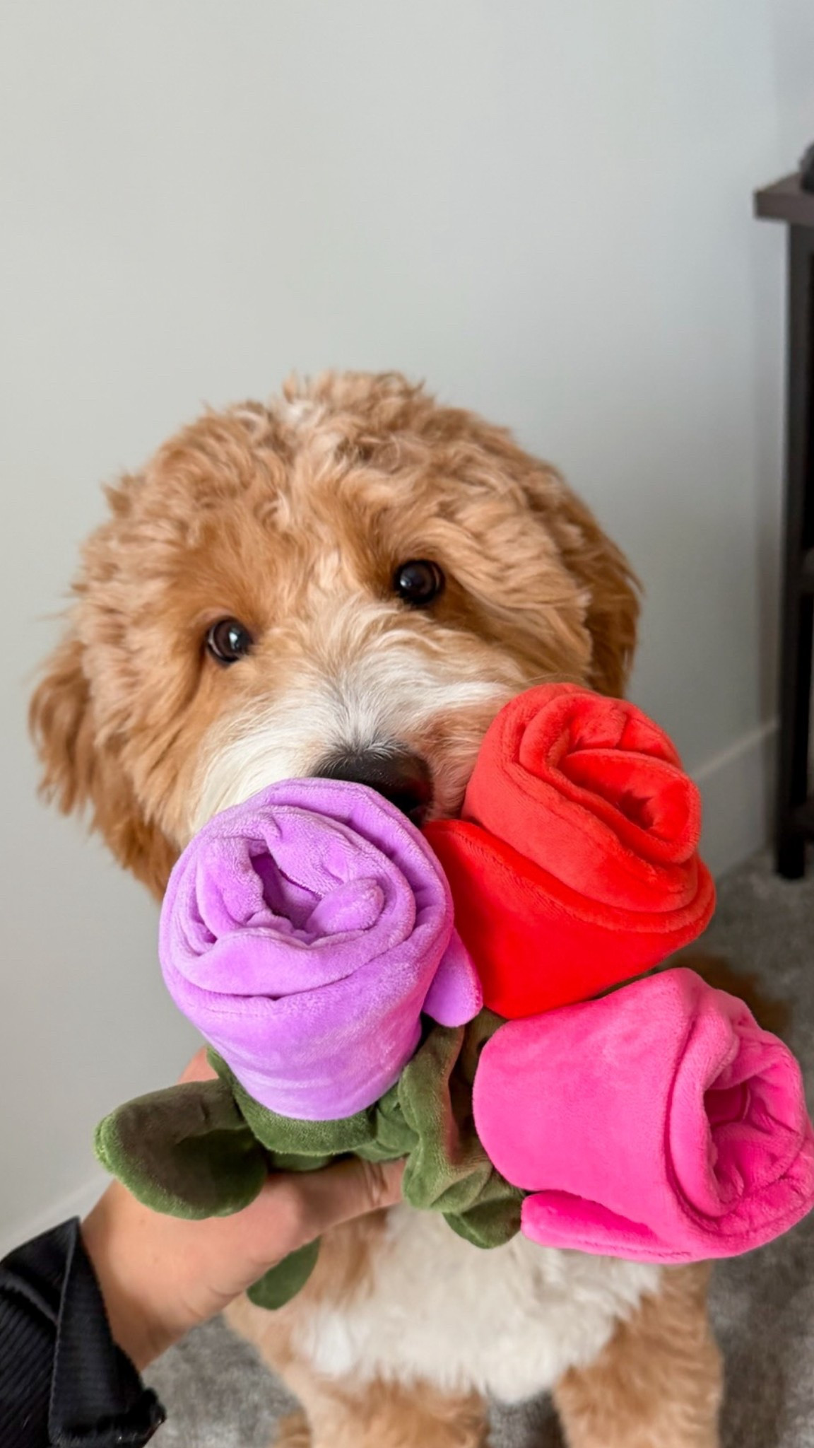 Valentine’s Day finds for your pup 🌹 Foggy Dog rose toys = adorable, festive, and actually fun for playtime!

#LTKmomlife #LTKValentine #LTKSeasonal
